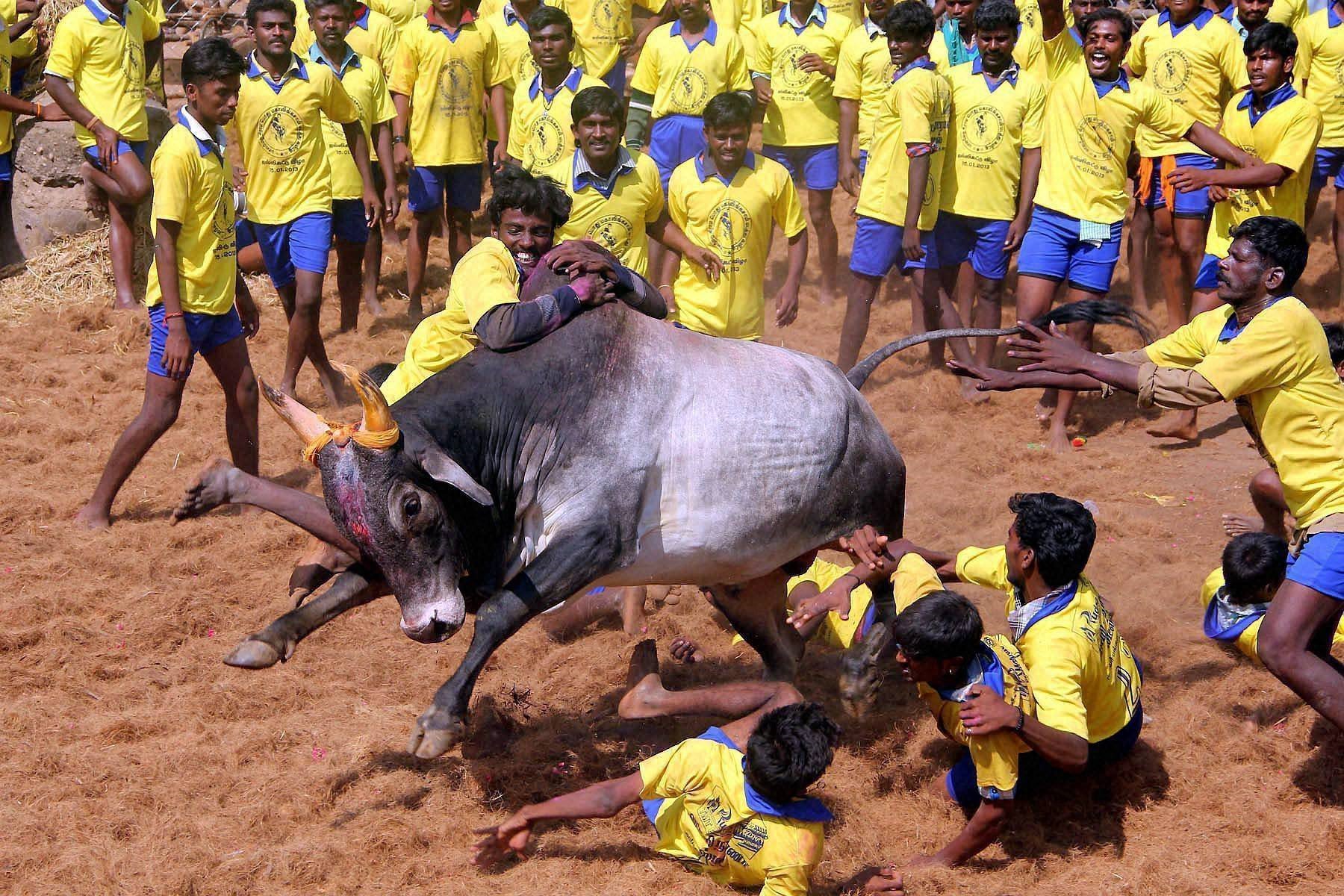 jallikattu jersey