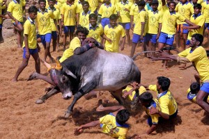 Jallikattu - Science Behind the Tradition (A Scientific Point of View)