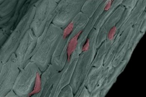 Parsley and other plants lend form to human stem cell scaffolds