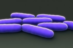 Gut bacteria that 'talk' to human cells may lead to new treatments