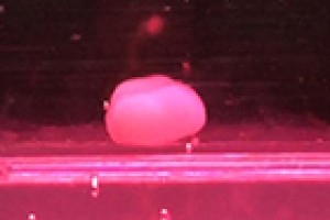 Bioengineered human livers mimic natural development