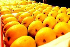 New technology assures longer shelf life, season of mangoes