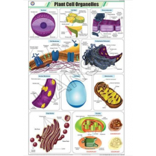Plant Cell Organelles For Botany Chart