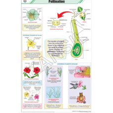 Pollination For Botany Chart