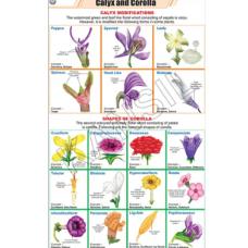 Calyx And Corolla For Botany Chart