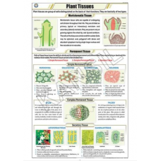 Plant Tissues For Botany Chart