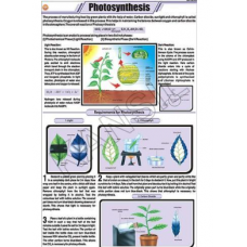 Photosynthesis For Botany Chart