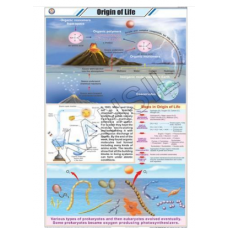 Origin of Life For General Chart