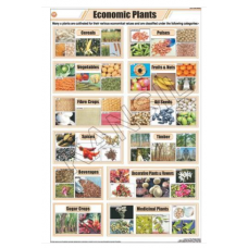 Economic Plants For General Chart