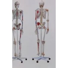 Simple Skeleton