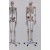 Simple Skeleton