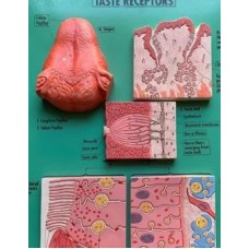 Human Anatomical Models