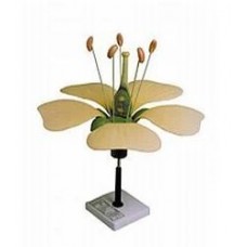 Typical Flower Dissectable