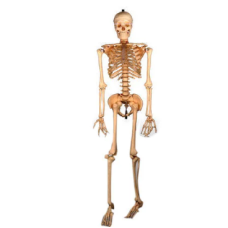 Human Skeleton Model