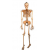Human Skeleton Model