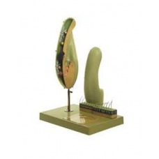 Paramecium Fiber Model