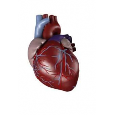 Human Heart Model