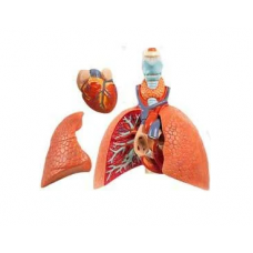 Human Lungs Model