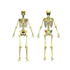 Human Skelton Model