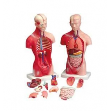 Human Torso Model