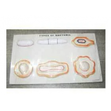 Bacteria Model