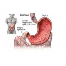 Human Digestive System Model