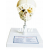 Fetal Skull Model