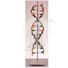 DNA Model