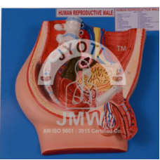 H Reproductive Male Model