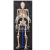 Human Skeleton Model