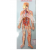 Human Circulatory System Model