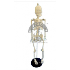 Human Skeleton Model