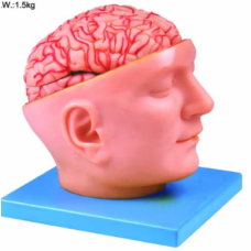 Brain Anatomy Model