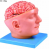 Brain Anatomy Model