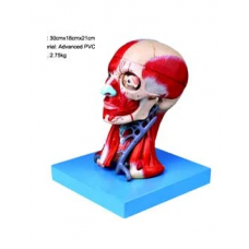 Head Muscular Model