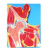 Hip Joint Section