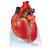 Human Heart Anatomical Model