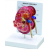 Kidney Anatomy Model