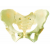 Female Pelvis