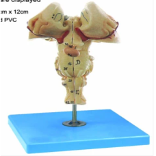 Brainstem Model