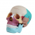 Human skull