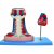 Mediastinum Model