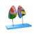 Lung Segment Model