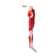 Anatomy Leg Muscle