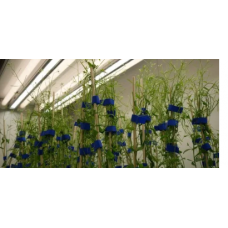 Green Walk-in Plant Growth Chamber