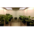 Arabidopsis Plant Growth Chamber