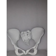 Female pelvis