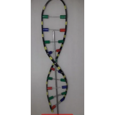 Ribonucleic Acid Model