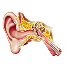 Human Ear