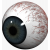 Human Eye